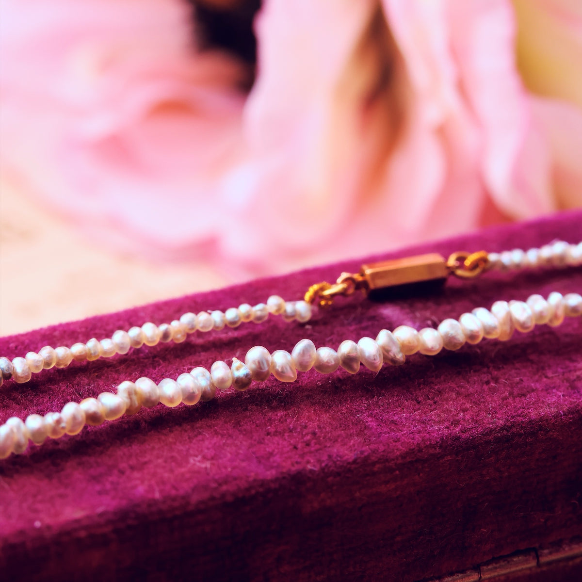 Rare Lilac Cultured Saltwater Pearls