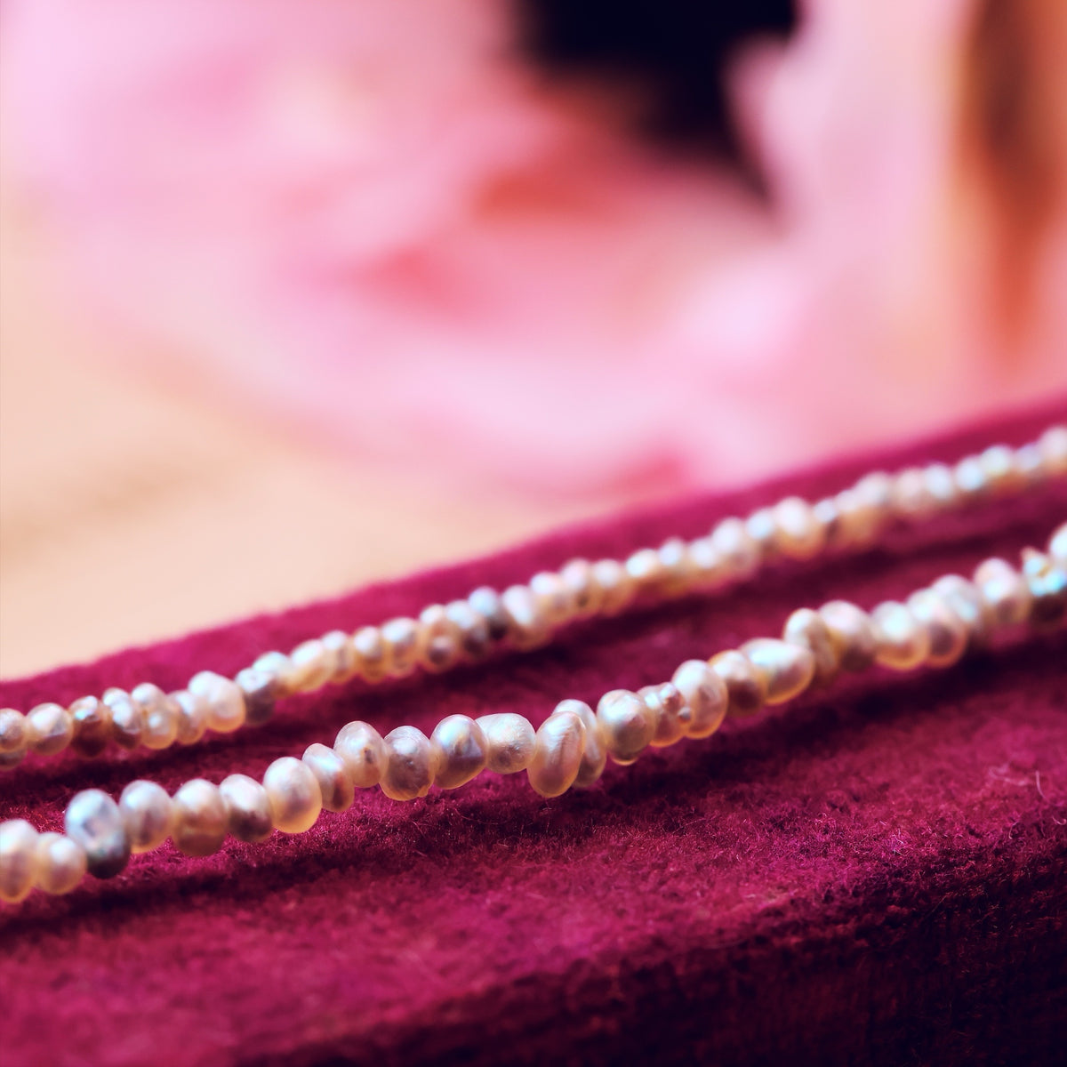 Rare Lilac Cultured Saltwater Pearls